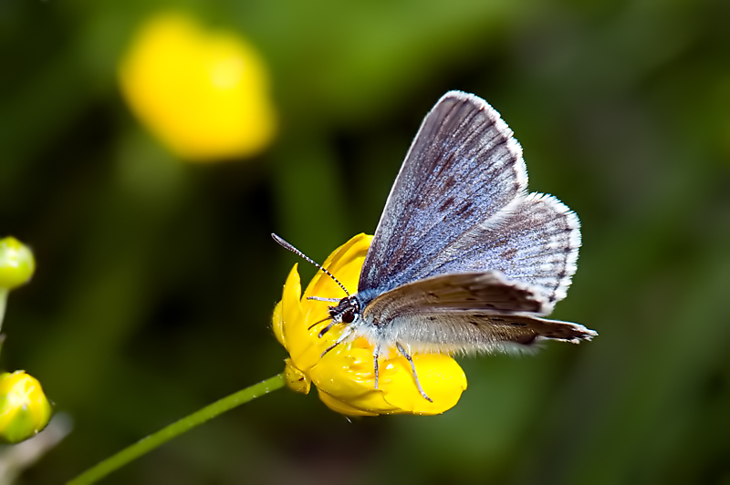 Maculinea da identificare